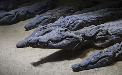 Croc museum.jpg
